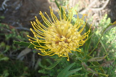 Leucospermum cuneiforme