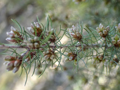 Pultenaea mollis