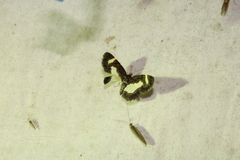 Heliomata cycladata