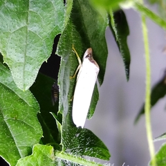 Diestostemma steinbachi