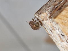 Peribalus strictus vernalis