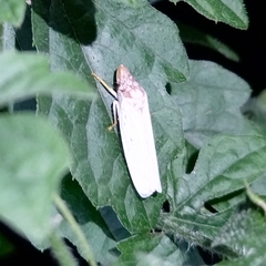 Diestostemma steinbachi