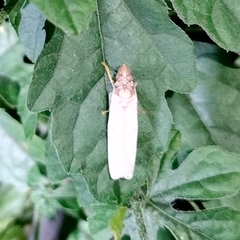 Diestostemma steinbachi