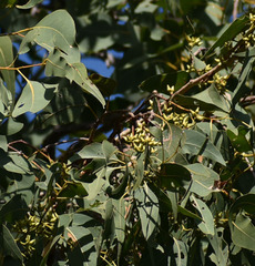 Eucalyptus platyphylla × tereticornis