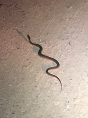 Nerodia erythrogaster