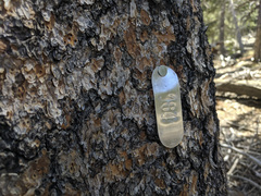 Pinus contorta murrayana