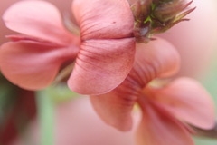 Indigofera priorii