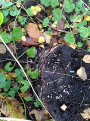 Xylaria hypoxylon