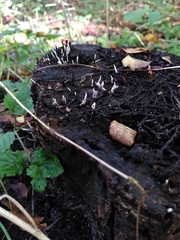 Xylaria hypoxylon