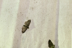 Pasiphila rectangulata