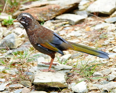 Trochalopteron morrisonianum