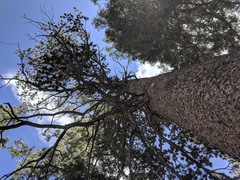 Pinus contorta murrayana