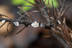 Panellus mitis