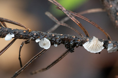 Panellus mitis