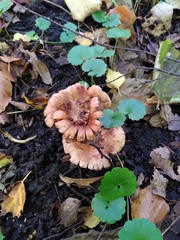 Fungi