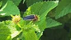 Pseudomops septentrionalis