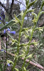 Prasophyllum pallidum