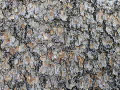 Pinus contorta murrayana