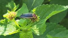 Pseudomops septentrionalis