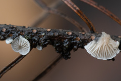 Panellus mitis
