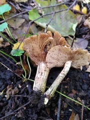 Fungi