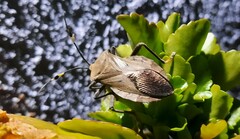 Pachylis laticornis