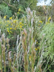 Andropogon glomeratus