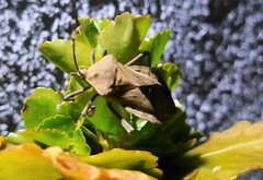 Pachylis laticornis