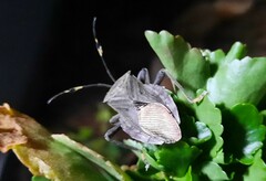 Pachylis laticornis