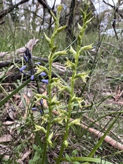 Prasophyllum pallidum