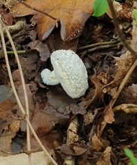 Hypomyces