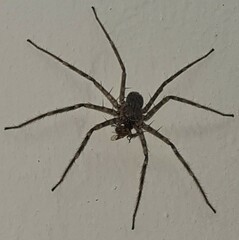 Selenops