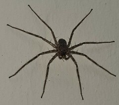 Selenops