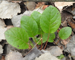 Pyrola rotundifolia