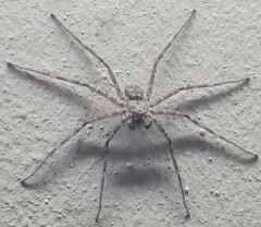Selenops
