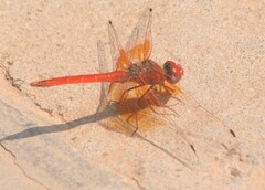 Trithemis kirbyi