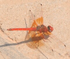 Trithemis kirbyi