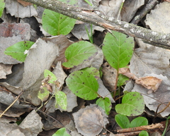 Pyrola rotundifolia