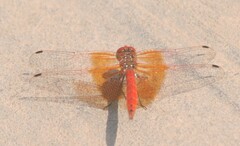 Trithemis kirbyi