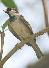 Passer domesticus