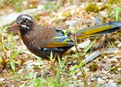 Trochalopteron morrisonianum