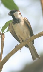 Passer domesticus