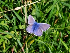 Polyommatus icarus