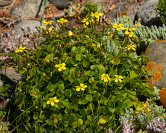 Oxalis megalorrhiza