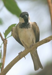 Passer domesticus