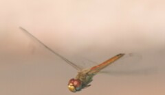 Pantala flavescens
