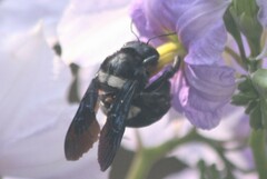 Xylocopa caffra