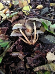 Fungi