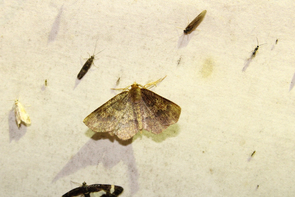 Angled Metarranthis Moth