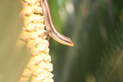 Trachylepis wahlbergii